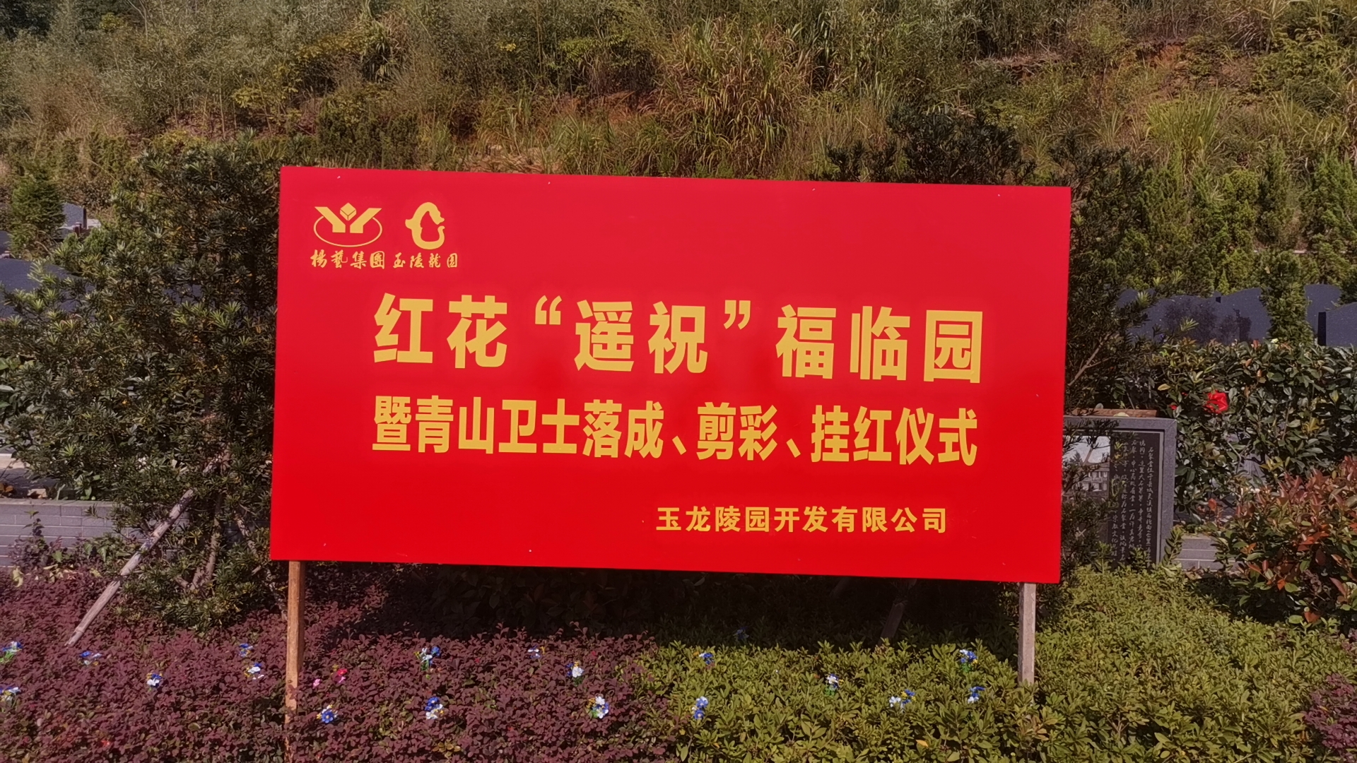 红花传爱意，情满玉龙园！