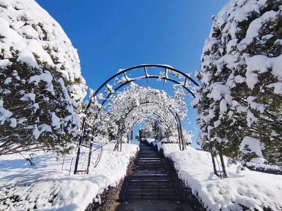 雪落玉龙，三冬含暖。